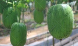 山东吃瓜资源,解锁夏日消暑美食之旅