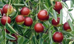 吃瓜吃枣的文案怎么写,探寻吃瓜吃枣的独特魅力