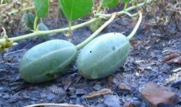 义乌吃瓜神器价格,价格揭秘，畅享夏日清凉新选择