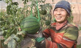 吃瓜工人笑开颜,揭秘瓜农丰收背后的喜悦瞬间