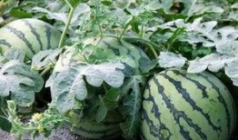 冬天吃西瓜麒麟瓜,探寻麒麟瓜的独特魅力