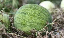 兰州学校吃瓜视频,揭秘校园生活趣味瞬间