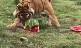 吃瓜群虎,揭秘娱乐圈背后的真实故事