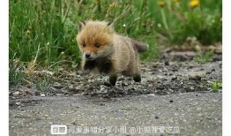 吃瓜小狐狸,揭秘娱乐圈背后的秘密