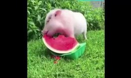 小猪吃瓜图,趣味盎然的田园生活瞬间