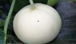 孕妇吃梨瓜好嘛,孕妇适量吃梨瓜有益健康