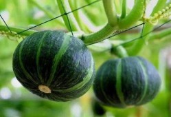 誓约吃自己的瓜,自食其瓜的诚信传奇