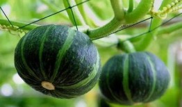 誓约吃自己的瓜,自食其瓜的诚信传奇