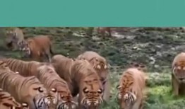 吃瓜群虎,揭秘娱乐圈背后的真实故事