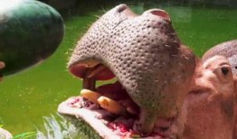 吃瓜被骗缅甸,一场跨境诈骗的黑色产业链