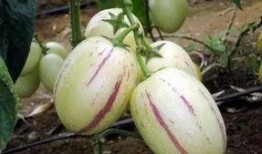 带你吃瓜 奇葩水果,揭秘“带你吃瓜”中的奇葩水果