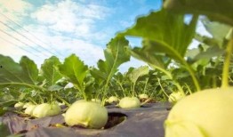 民大博济吃瓜,一场吃瓜盛宴背后的校园风云