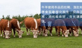 牛羊吃麻瓜吗,揭秘动物世界的饮食奥秘