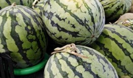 吃绿瓜红瓜的绿瓜,探寻绿瓜的独特魅力