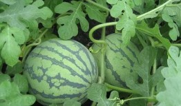 吃瓜原声,一场网络热词背后的文化现象