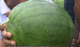 民大博济吃瓜,一场吃瓜盛宴背后的校园风云