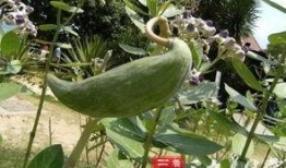 吃牛角瓜注意什么