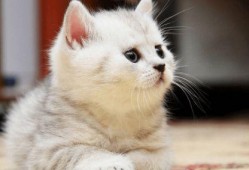 猫咪吃瓜震惊粤语,网友直呼“震惊”