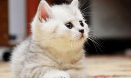 猫咪吃瓜震惊粤语,网友直呼“震惊”