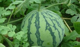 有瓜吃就不错,有瓜吃就不错的生活哲学