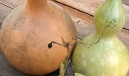 吃葫芦瓜腰酸咋回事,揭秘饮食与健康的关系