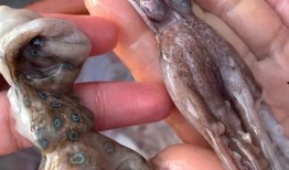 章鱼和小七吃瓜,趣味横生的海洋生活