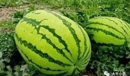 评课瓜瓜吃瓜,一场别开生面的教育盛宴