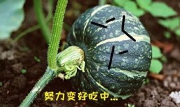 吃瓜发不发胖,揭秘健康饮食新趋势