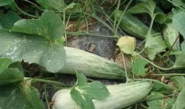 梦见吃大酥瓜,揭秘吃大酥瓜的神秘寓意