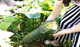 常吃瓜篓子好吗,健康与美味的双重享受