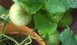 摸鱼吃瓜打酱油,揭秘网络时代的休闲生活态度