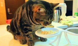 猫咪吃白瓜好吗怎么吃的,猫咪食用白瓜的适宜方法与注意事项