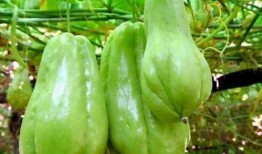 孕9周可以吃佛手瓜吗,孕9周孕妇适宜食用佛手瓜的益处与注意事项