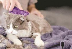 猫咪吃白瓜好吗怎么吃的,猫咪食用白瓜的适宜方法与注意事项