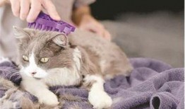 猫咪吃白瓜好吗怎么吃的,猫咪食用白瓜的适宜方法与注意事项