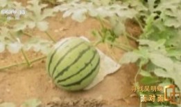 吃瓜全文完结,揭秘幕后真相，尘埃落定！