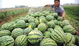 方便卖瓜 吃瓜,揭秘网络热词背后的文化现象