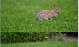 兔子吃瓜素材视频,萌宠趣味瞬间，解锁夏日清凉新姿势