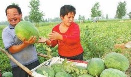 罗庄镇老师吃瓜,一场校园风波背后的真相