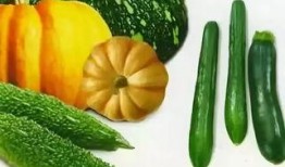 吃瓜太多尿不尽