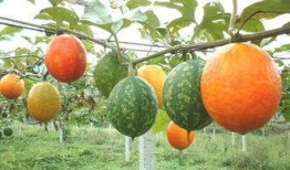 吊瓜怎么吃吊瓜怎么吃,吊瓜美味食法大揭秘