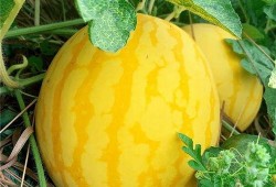 海的对面吃瓜,探寻异国风情美食之旅