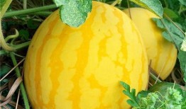 海的对面吃瓜,探寻异国风情美食之旅