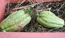 月经可以吃蜜蜂瓜,天然滋补新选择