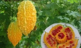 带你吃瓜 奇葩水果,揭秘“带你吃瓜”中的奇葩水果