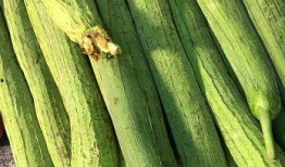 山秋瓜如何吃,解锁秋季美味新体验