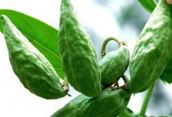 吃角瓜种,从播种到收获的绿色之旅