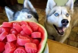 狗吃的瓜冻,瓜冻新宠，萌宠美味大揭秘