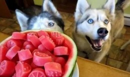 狗吃的瓜冻,瓜冻新宠，萌宠美味大揭秘