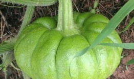 吃瓜不是瓜,一场关于网络热词的趣味探讨